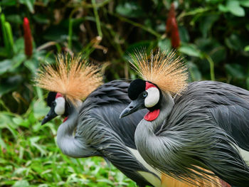 Close-up of grey crowned cranes against blurred background