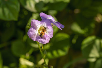 Close-up of insect on purple flowering plant