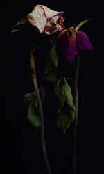 Close-up of rose against black background