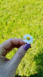 Close-up of hand holding flower