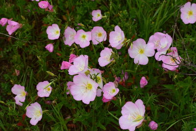 Close-up of flowers blooming in field