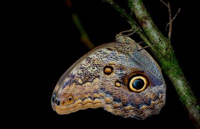 Close-up of lizard