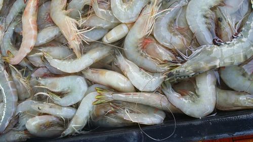 Fish for sale at market stall