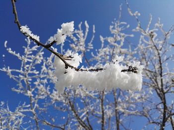 Close-up of snow on tree