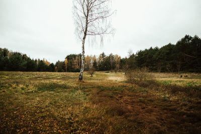 Bare trees on field against sky