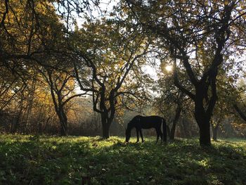 View of a horse in the field