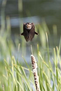 Close-up of a bird flying over a field