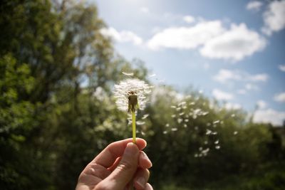 Close-up of hand holding dandelion on field