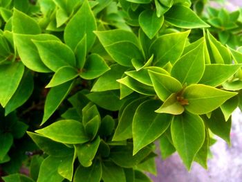 Full frame shot of green leaves