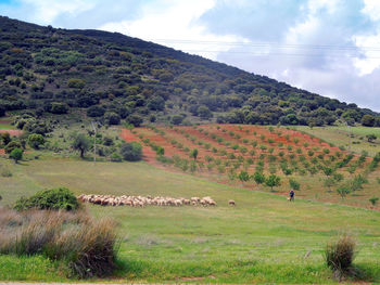 Scenic view of grassy field against cloudy sky