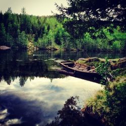 Reflection of trees in calm lake