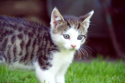 Close-up portrait of cat