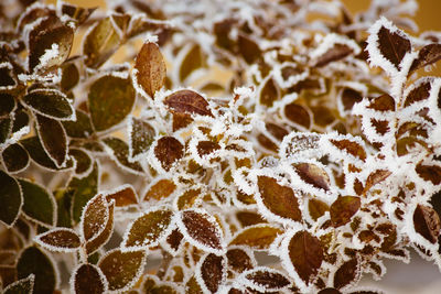 Full frame shot of autumn leaves