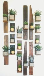 Potted plants against white background