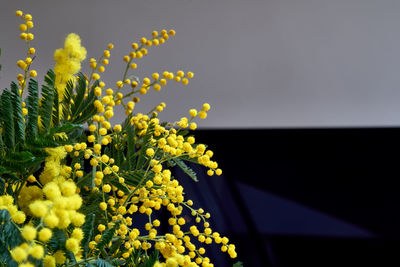 Close-up of yellow flowering plant against sky