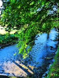 Scenic view of river amidst trees in forest