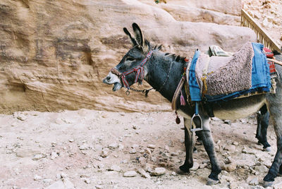 Side view of a horse