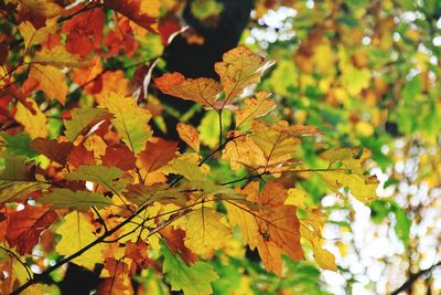 Close-up of maple leaves