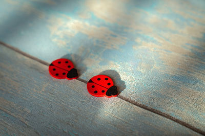 High angle view of ladybug on table