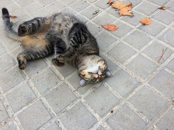 High angle view of cat sleeping on street