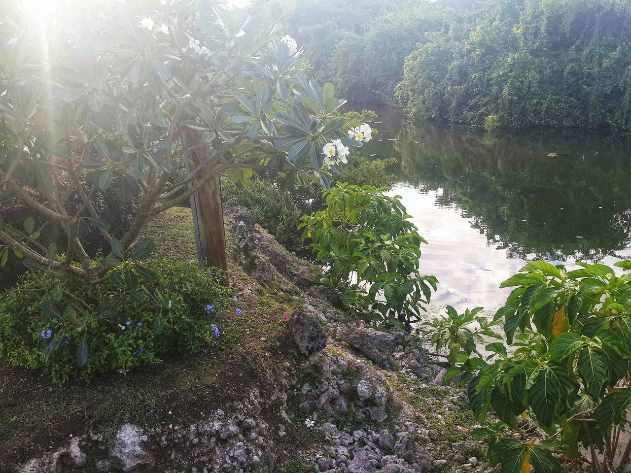 TREES AND PLANTS IN LAKE