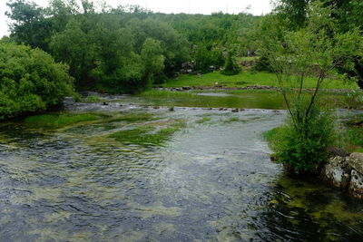 Scenic view of river flowing in forest