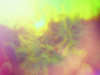 Close-up of flowers against blurred background