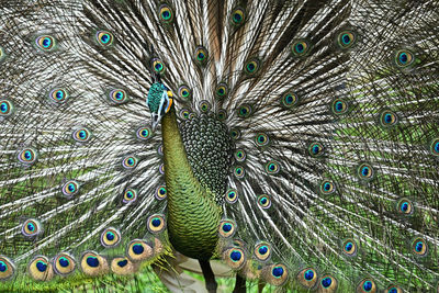 Close-up of peacock