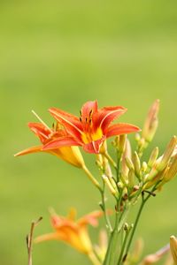 Close-up of orange flower