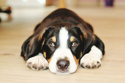 Portrait of puppy lying on floor at home