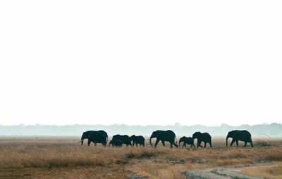 The african bush elephant