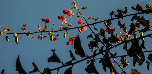 Low angle view of red flowering plant against sky