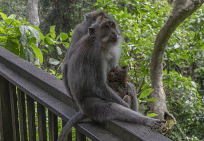 Monkey sitting on tree in forest