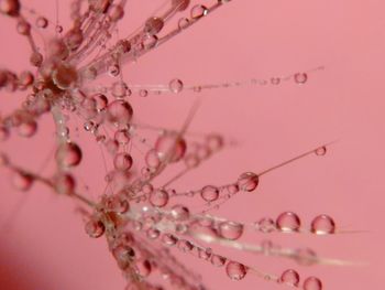 Close-up of pink water