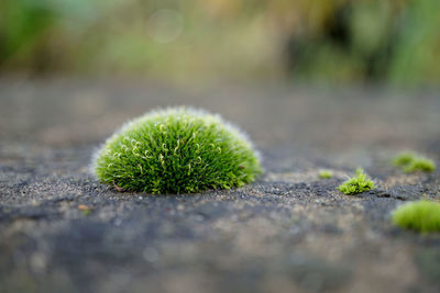 Close-up of moss growing on plant