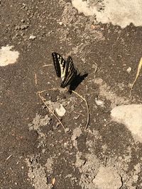 High angle view of butterfly on floor