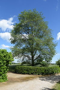 View of trees against sky