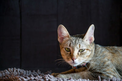 Close-up of cat looking at camera