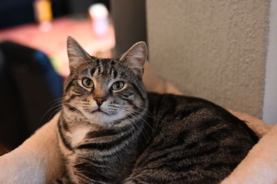 Close-up portrait of a cat at home