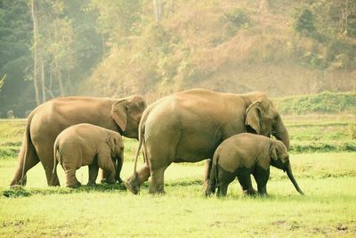 Animals grazing on field