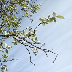 Low angle view of tree against sky