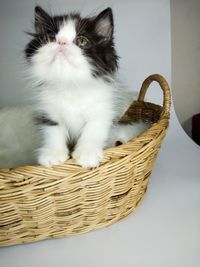 Portrait of cat sitting in basket
