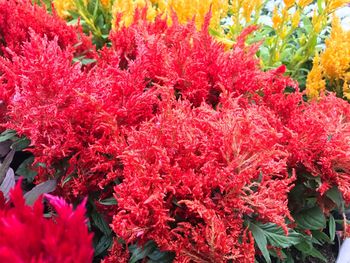 Close-up of red flowers