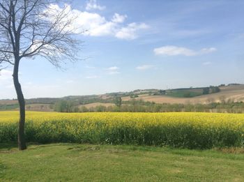 Scenic view of oilseed rape field against sky