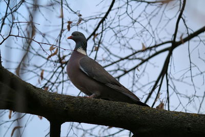 Low angle view of bird perching on branch