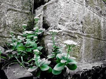 Plants growing on stone wall