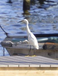 Seagull flying over lake