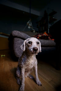 Alert dog looking away indoors