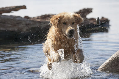 Dog running in water