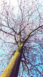 Low angle view of flower tree against sky